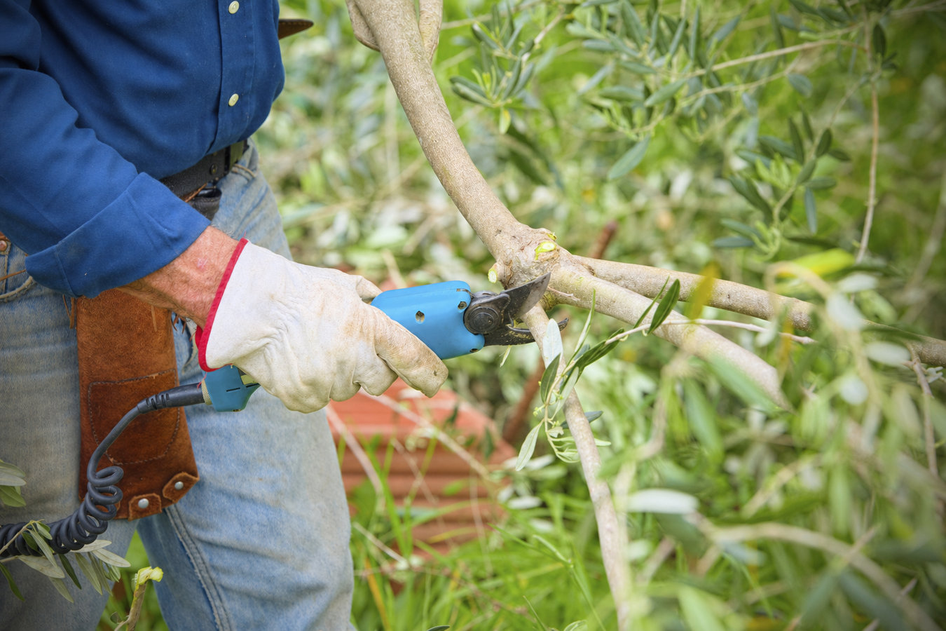 Tree pruning in Los Banos, CA