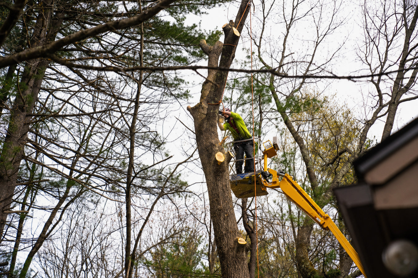 Tree removal in Los Banos, CA