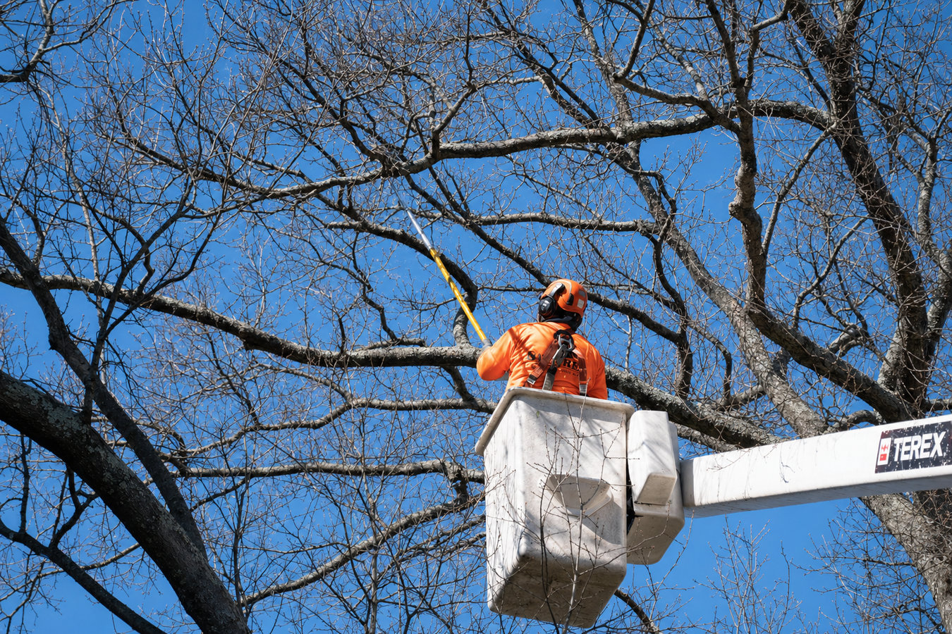 Tree trimming in Los Banos, CA